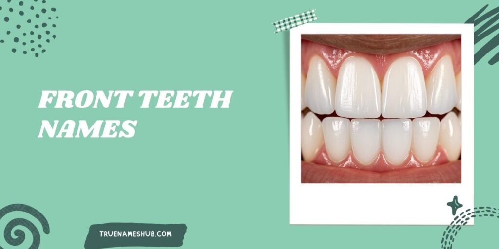 Front Teeth Names