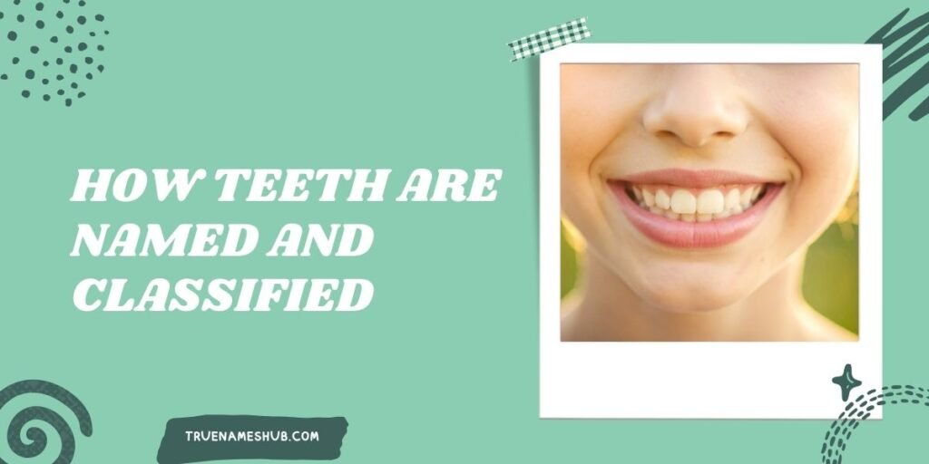 How Teeth Are Named And Classified