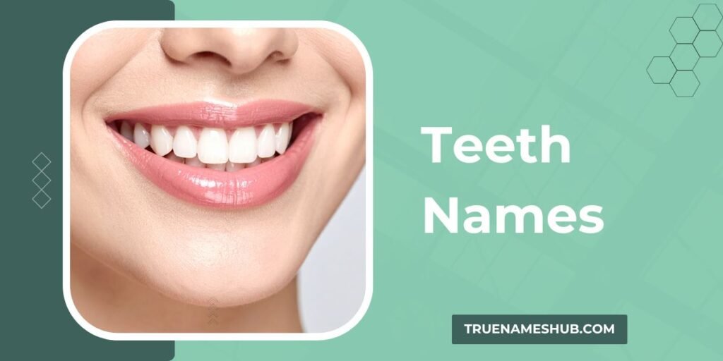 Teeth Names