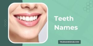 Teeth Names