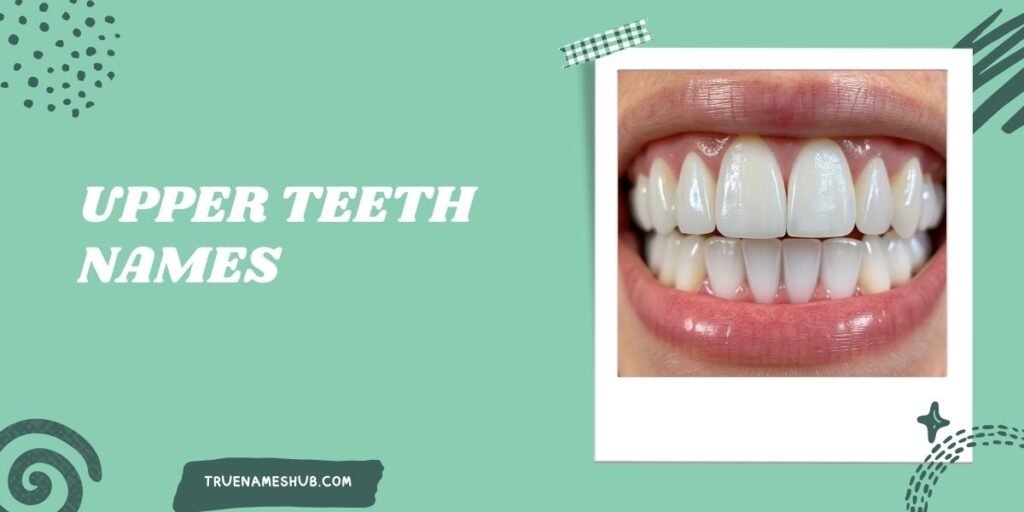 Upper Teeth Names