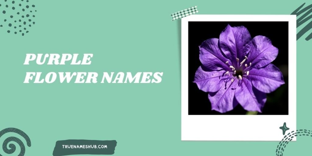 Purple flower names