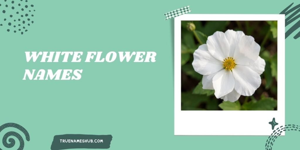 white flower names