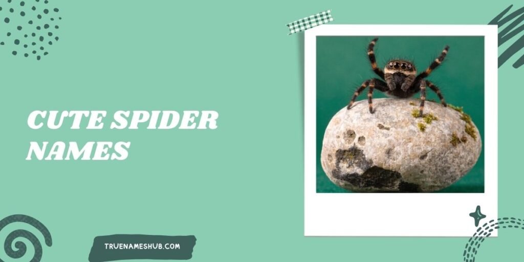 Cute Spider Names