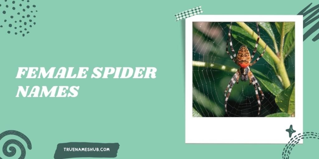 Female Spider Names