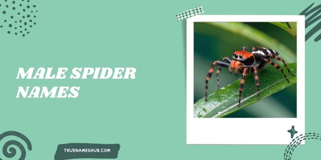 Male Spider Names
