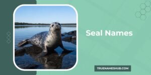 Seal Names