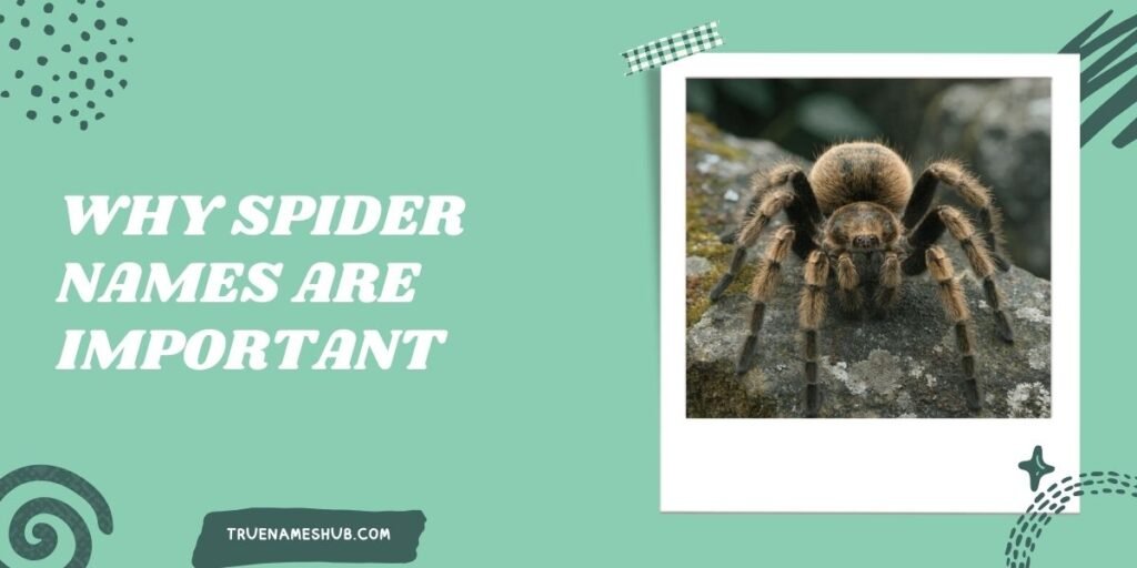 Why Spider Names Are Important