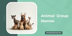 Animal Group Names