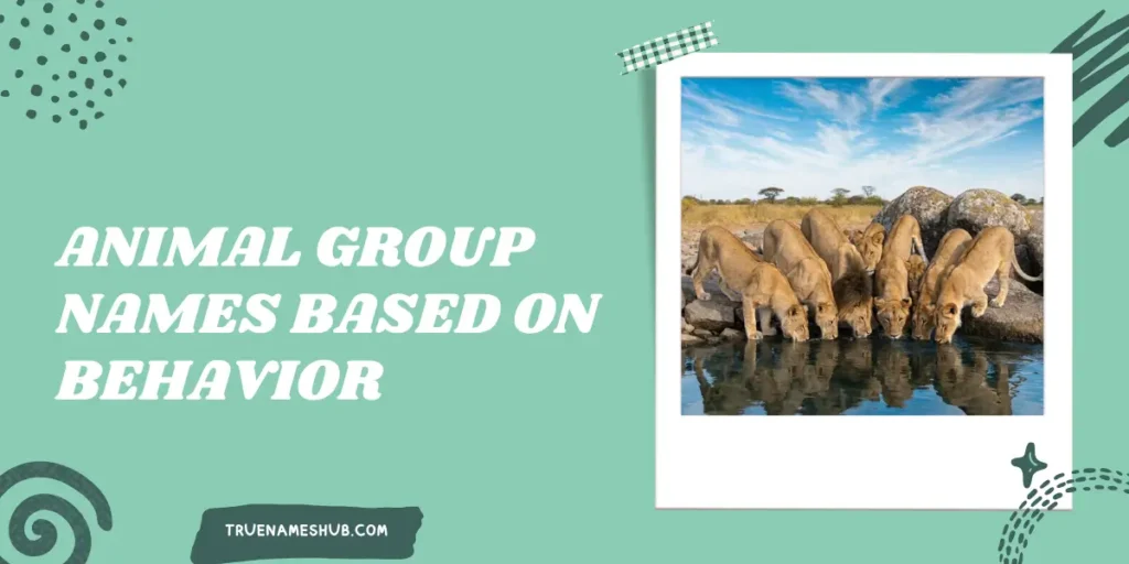 Animal Group Names Based On Behavior